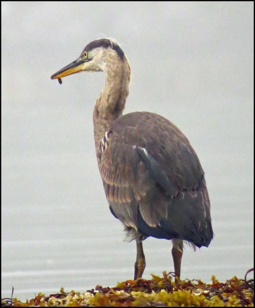 KisameetHeronAug2018-IMG_2672_edited-1