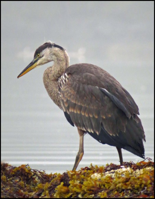 KisameetHeronAug2018-IMG_2675_edited-1