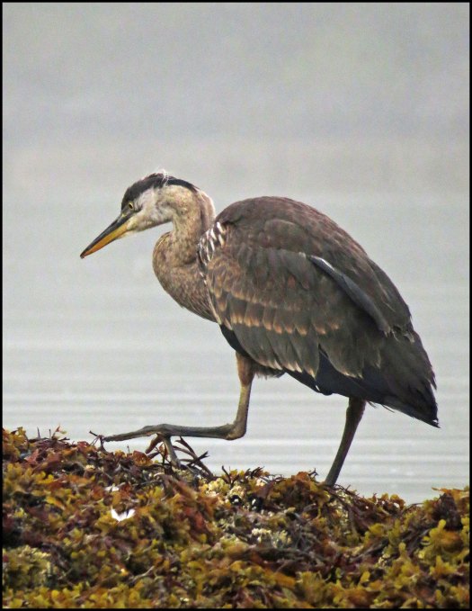 KisameetHeronAug2018-IMG_2679_edited-1