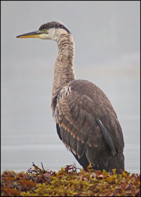 KisameetHeronAug2018-IMG_2684_edited-1