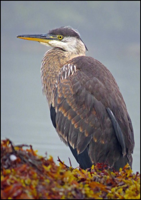 KisameetHeronAug2018-IMG_2699_edited-1