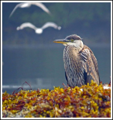 KisameetHeronAug2018-IMG_2706_edited-1