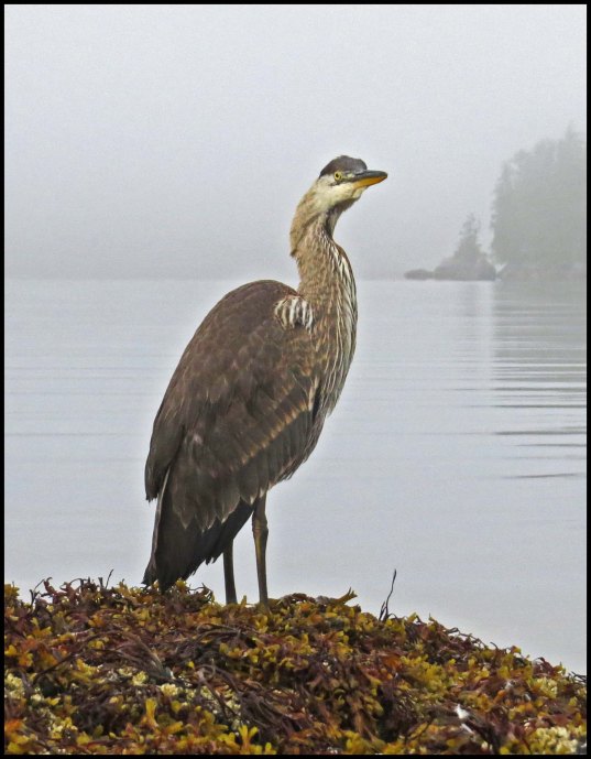 KisameetHeronAug2018-IMG_2760_edited-1