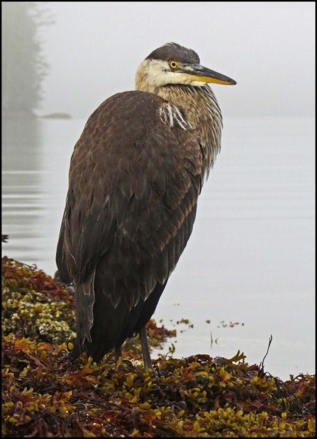 KisameetHeronAug2018-IMG_2769_edited-1