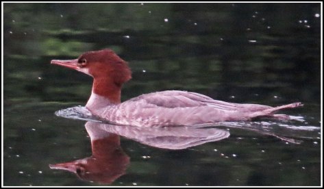 KisameetMerganserAug2018-IMG_2974 (1)_edited-2