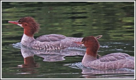 KisameetMergansersAug2018-IMG_2962_edited-2
