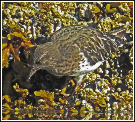 KisameetRuddyTurnstoneAug2018-IMG_2441 (1)_edited-1