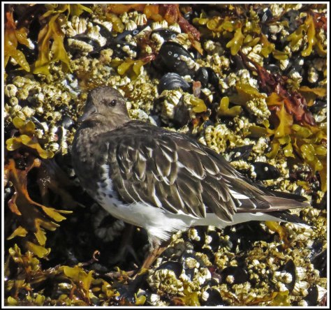 KisameetRuddyTurnstoneAug2018-IMG_2444 (1)_edited-1