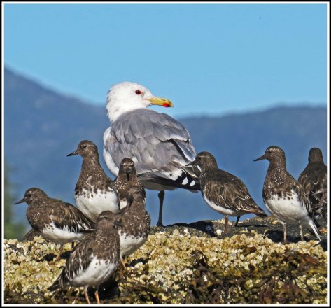 KisameetRuddyTurnstoneAug2018-IMG_2553_edited-1