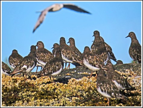 KisameetRuddyTurnstoneAug2018-IMG_2576 (1)_edited-1