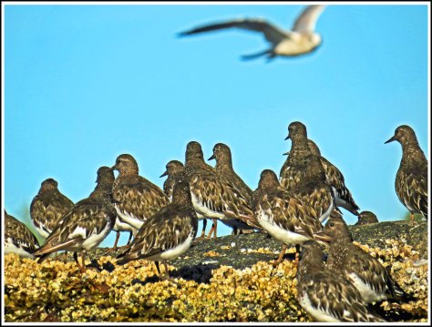 KisameetRuddyTurnstoneAug2018-IMG_2577_edited-1