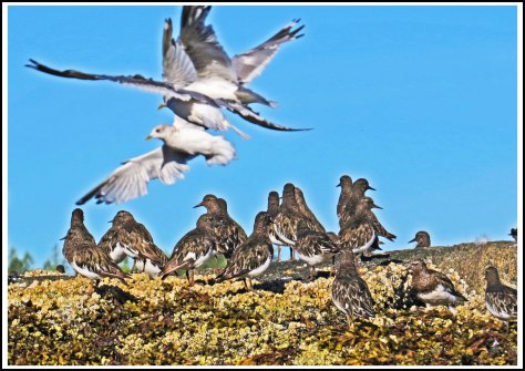 KisameetRuddyTurnstoneAug2018-IMG_2580_edited-1