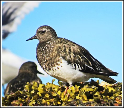 KisameetRuddyTurnstoneAug2018-IMG_2611_edited-1