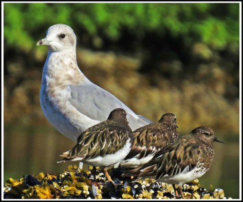 KisameetRuddyTurnstoneAug2018-IMG_2652_edited-1