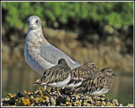 KisameetRuddyTurnstonesAug2018-IMG_2658_edited-1