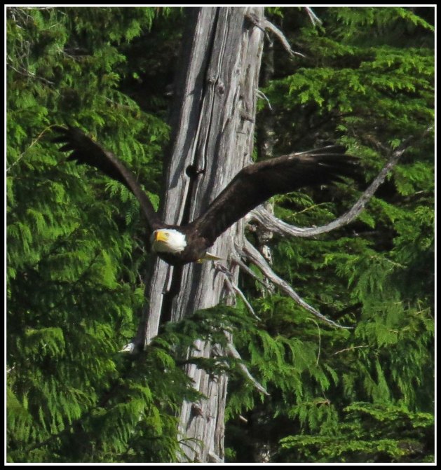 KlewnuggitEagleJul2018-IMG_8095_edited-1