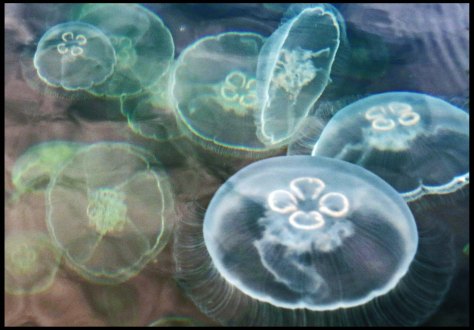 KlewnuggitJellyfish-IMG_7843_edited-1