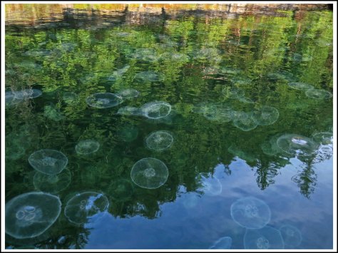 KlewnuggitJellyfishJul2018-IMG_7831_edited-1