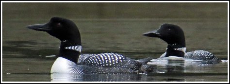 KlewnuggitLoonsJul2018-IMG_7876_edited-1