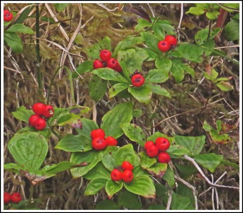 KwakumeBunchBerriesAug2018-IMG_3321_edited-1