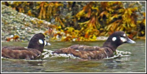 KwakumeHarlequinAug2018-IMG_3147 (1)_edited-1