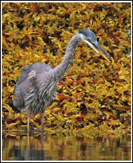 KwakumeHeronAug2018-IMG_3019_edited-1