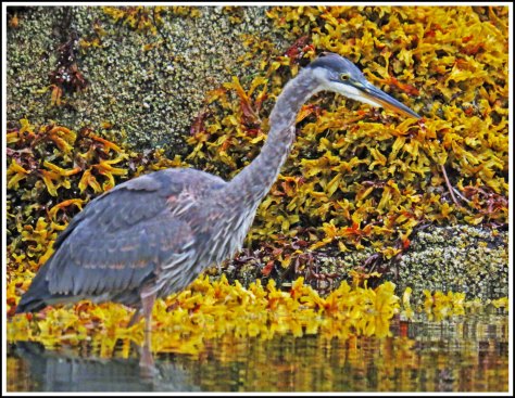 KwakumeHeronAug2018-IMG_3049_edited-1