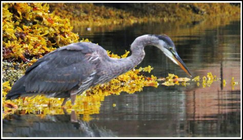 KwakumeHeronAug2018-IMG_3079_edited-1