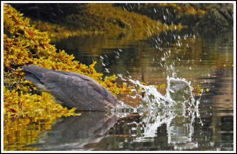 KwakumeHeronAug2018-IMG_3081_edited-1