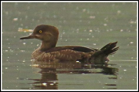 KwakumeHoodedMerganserAug2018-IMG_3168 (1)_edited-1