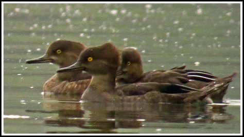 KwakumeHoodedMergansersAug2018-IMG_3191_edited-1