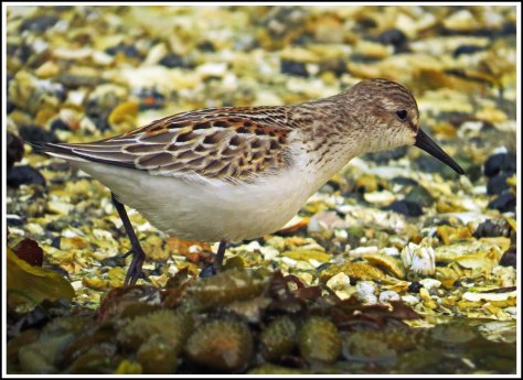 KwakumeLeastPiperAug2018-IMG_3421_edited-1