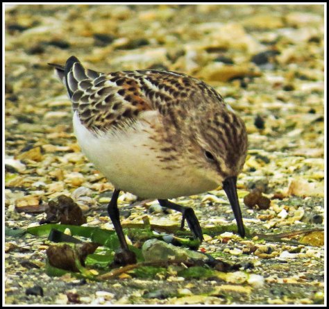 KwakumeLeastSandpiperAug2018-IMG_3411_edited-1