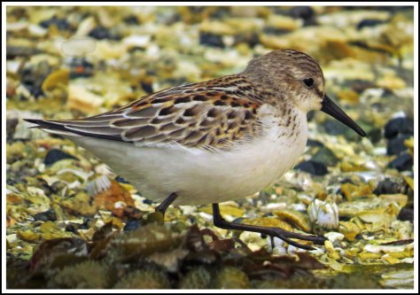 KwakumeLeastSandpiperAug2018-IMG_3422_edited-1