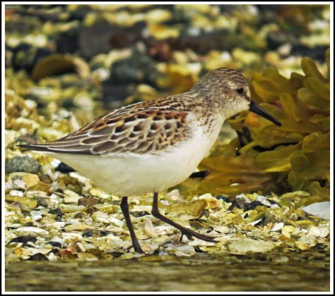 KwakumeLeastSandpiperAug2018-IMG_3426_edited-1