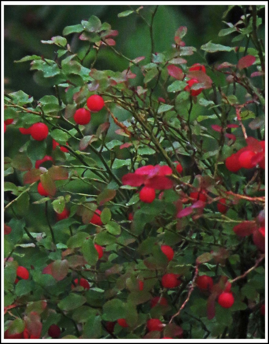 KwakumeRedHuckleberriesAug2018-IMG_3328 (1)_edited-1.jpg