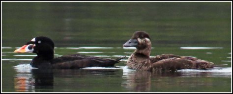 KwakumeScotersAug2018-IMG_3479_edited-1