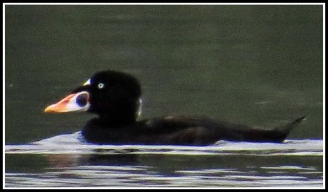 KwakumeSurfScoterAug2018-IMG_3462_edited-1