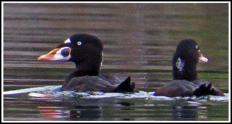 KwakumeSurfScotersAug2018-IMG_3428_edited-1