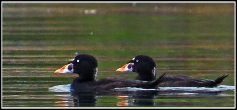 KwakumeSurfScotersAug2018-IMG_3449_edited-1