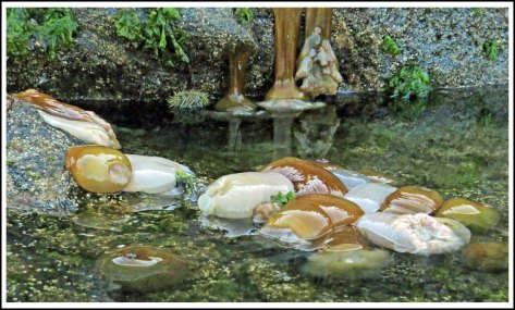 LoweAnemonesJul2018-IMG_7714_edited-1