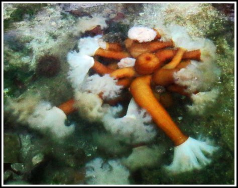 LoweAnemonesJul2018-IMG_7746_edited-1