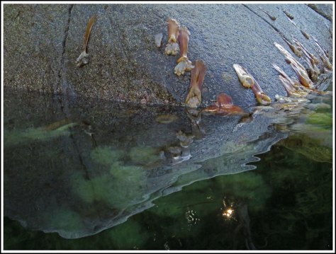 LoweAnemonesJull2018-IMG_7771_edited-1