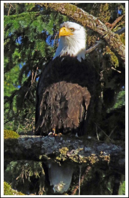 LoweEagleJul2018-IMG_7678_edited-1