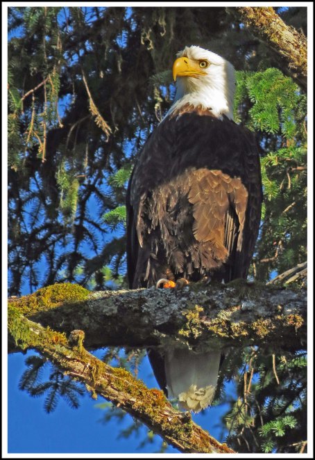 LoweEagleJul2018-IMG_7684_edited-1