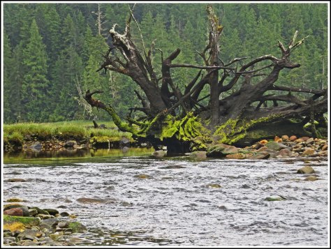 NewcombeCreekJul2018-IMG_8331_edited-1