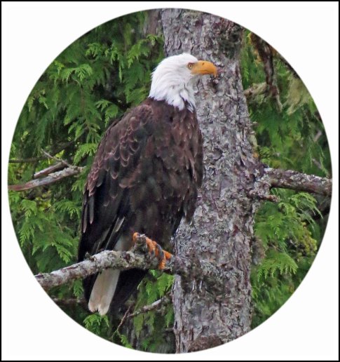 NewcombeEagleJul2014-5