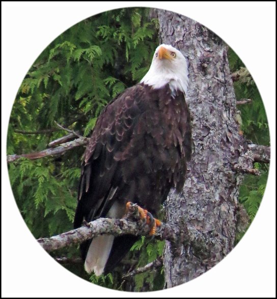 NewcombeEagleJul2018-3