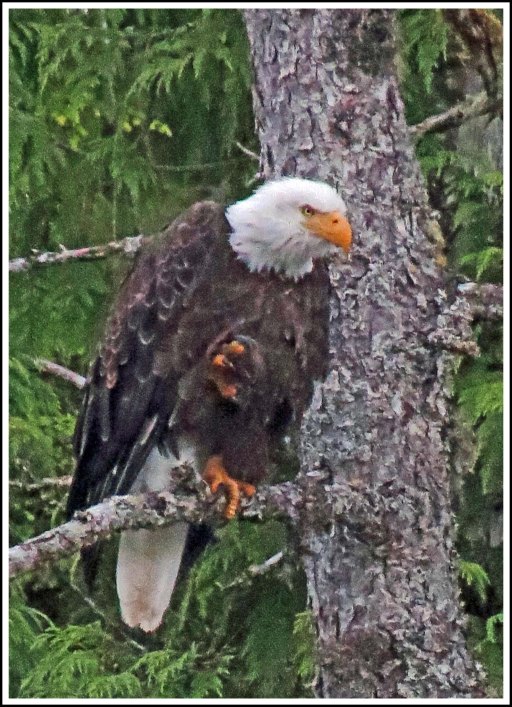 NewcombeEagleJul2018-IMG_8507_edited-1