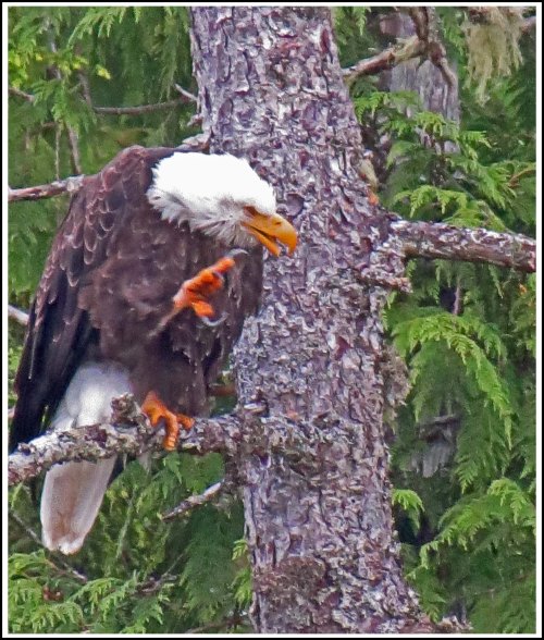 NewcombeEagleJul2018-IMG_8508_edited-1